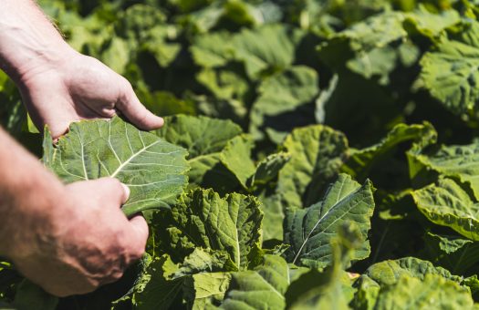 Forage crops 